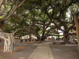 The Banyan Tree